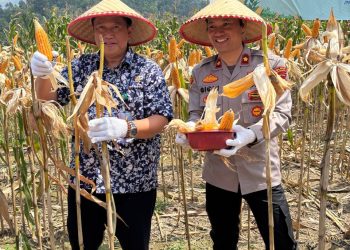 Polres Tanggamus Panen Jagung Kuartal III 2025, Bupati dan Forkopimda Hadir Dukung Ketahanan Pangan