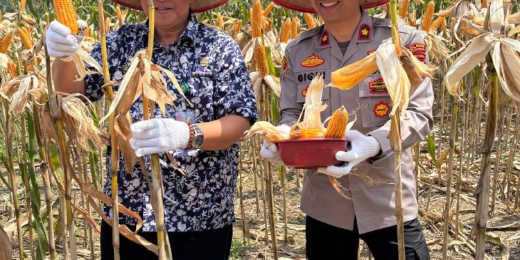 Polres Tanggamus Panen Jagung Kuartal III 2025, Bupati dan Forkopimda Hadir Dukung Ketahanan Pangan