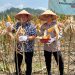 Polres Tanggamus Panen Jagung Kuartal III 2025, Bupati dan Forkopimda Hadir Dukung Ketahanan Pangan