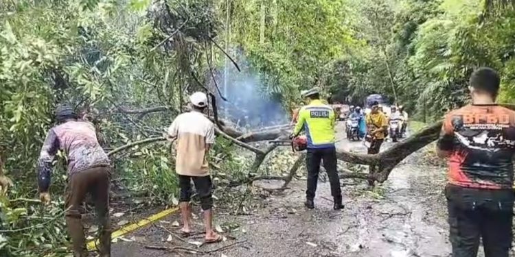 Gerak Cepat Sat Lantas Polres Tanggamus Evakuasi Pohon Tumbang, Arus Lalu Lintas Kembali Normal