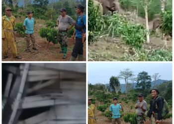 Warga Tanggamus Dihebohkan Serangan Gajah Liar di Blok 3 Bandar Negeri Semuong: Gubuk Rusak, Warga Diminta Waspada