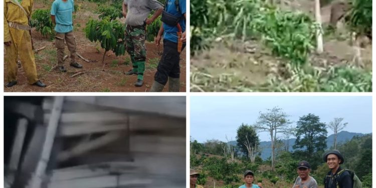 Warga Tanggamus Dihebohkan Serangan Gajah Liar di Blok 3 Bandar Negeri Semuong: Gubuk Rusak, Warga Diminta Waspada