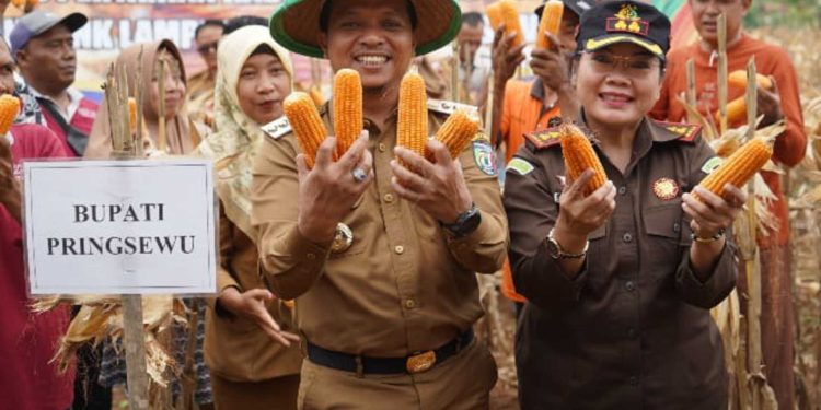 Jagung Pringsewu Jadi Primadona, Bupati Ungkap Strategi Tingkatkan Kesejahteraan Petani