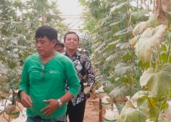 Bupati Pringsewu Tinjau Inovasi Melon Hidroponik di Sukoharjo