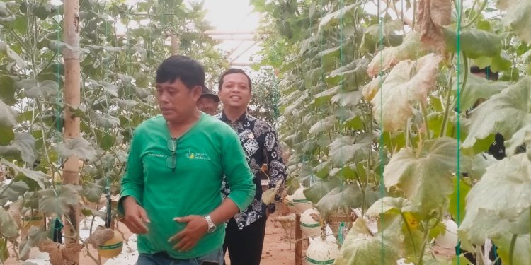 Bupati Pringsewu Tinjau Inovasi Melon Hidroponik di Sukoharjo
