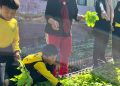 SDN 1 Tanjung Sari Panen Perdana Kebun Sekolah, Hasil Sayur Dibagikan ke Guru dan Siswa