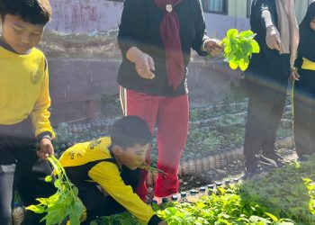 SDN 1 Tanjung Sari Panen Perdana Kebun Sekolah, Hasil Sayur Dibagikan ke Guru dan Siswa