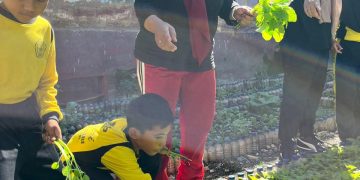 SDN 1 Tanjung Sari Panen Perdana Kebun Sekolah, Hasil Sayur Dibagikan ke Guru dan Siswa