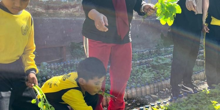 SDN 1 Tanjung Sari Panen Perdana Kebun Sekolah, Hasil Sayur Dibagikan ke Guru dan Siswa
