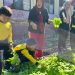 SDN 1 Tanjung Sari Panen Perdana Kebun Sekolah, Hasil Sayur Dibagikan ke Guru dan Siswa